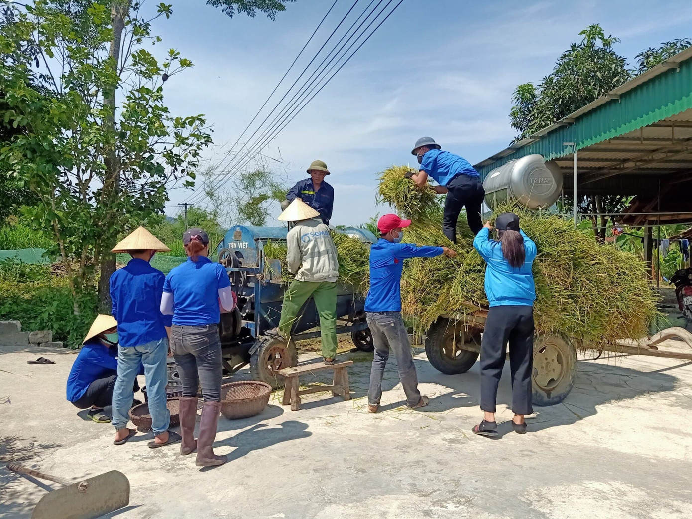 Áo xanh tình nguyện hăng hái xuống đồng gặt lúa giúp người dân ảnh 3