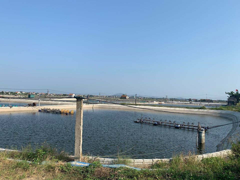 Dịch bệnh hoành hành, hàng chục ha tôm ở Nghệ An chết trắng ảnh 1