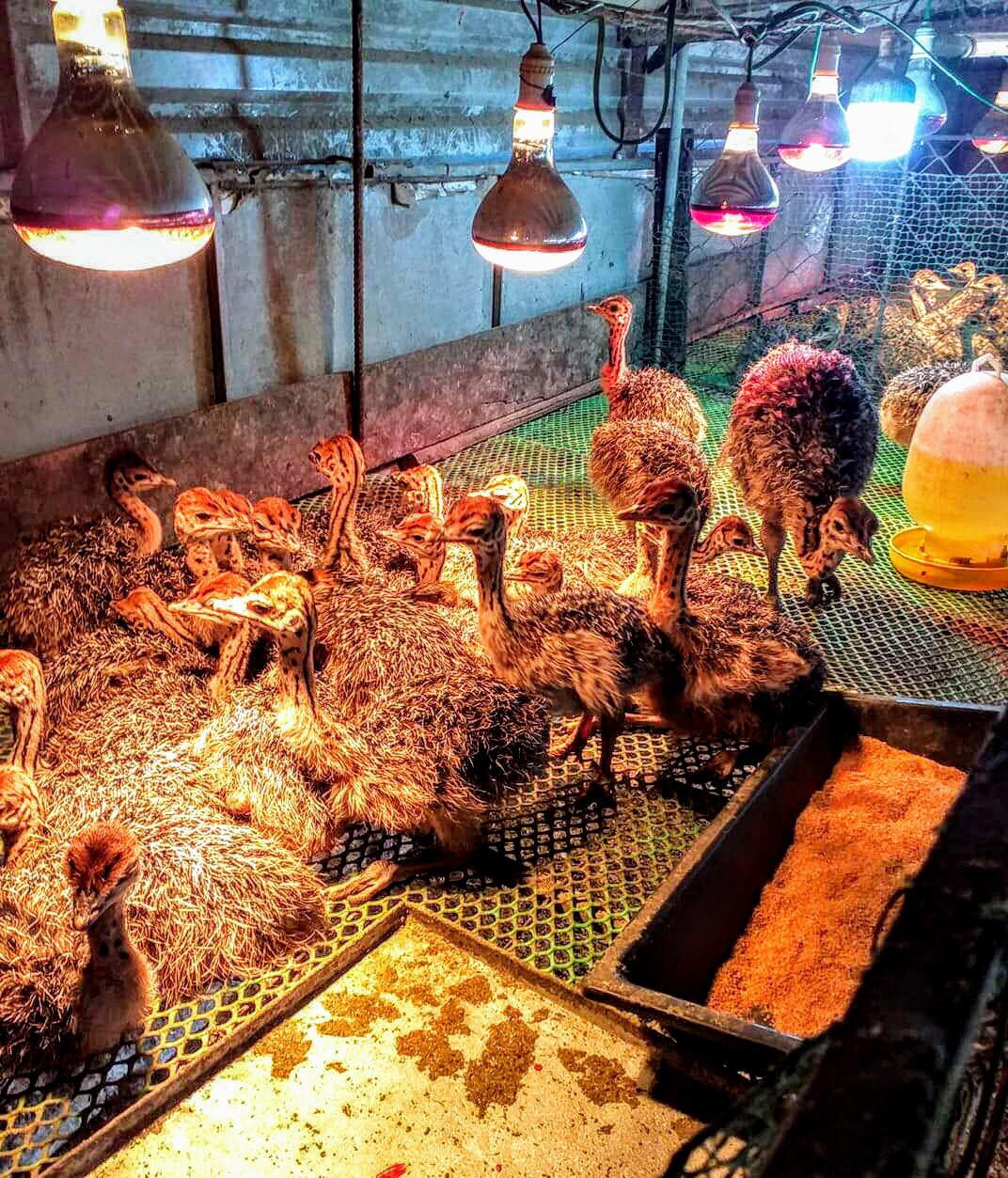 Nuôi đà điểu châu Phi thời COVID-19 hứa hẹn thu nhập trăm triệu đồng/năm ảnh 4