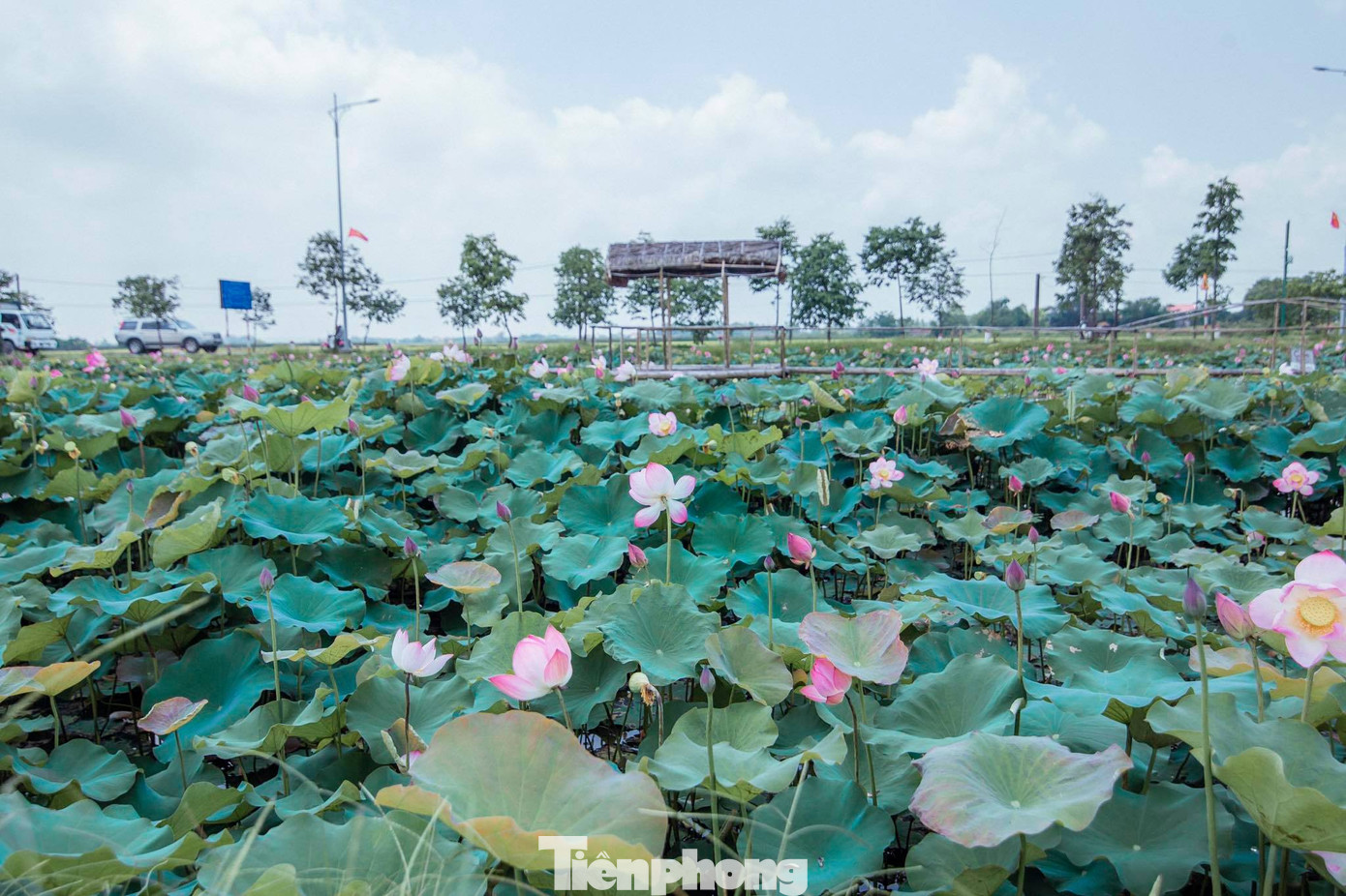 Tháng Năm về, ngắm sắc hương hoa sen bình dị ở quê Bác ảnh 7