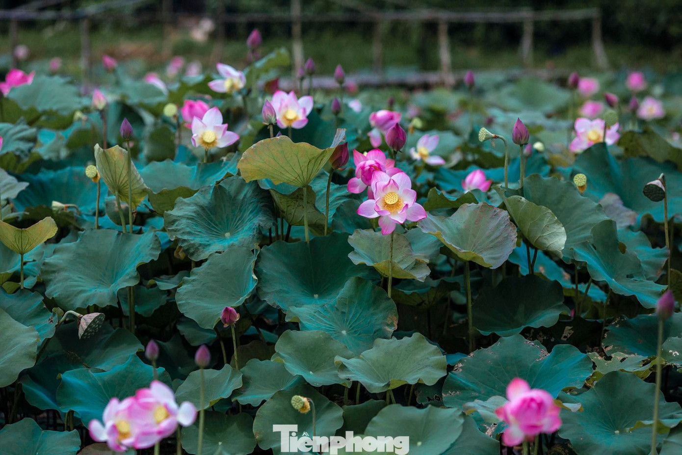 Tháng Năm về, ngắm sắc hương hoa sen bình dị ở quê Bác ảnh 5