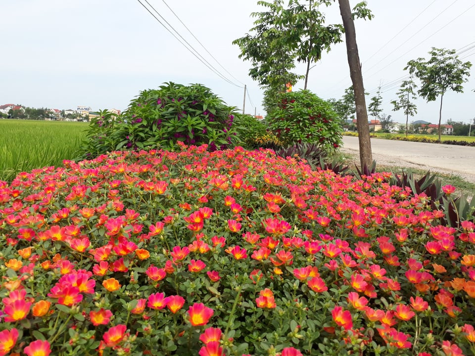 Sức trẻ Nghệ An từ những công trình thanh niên ảnh 8