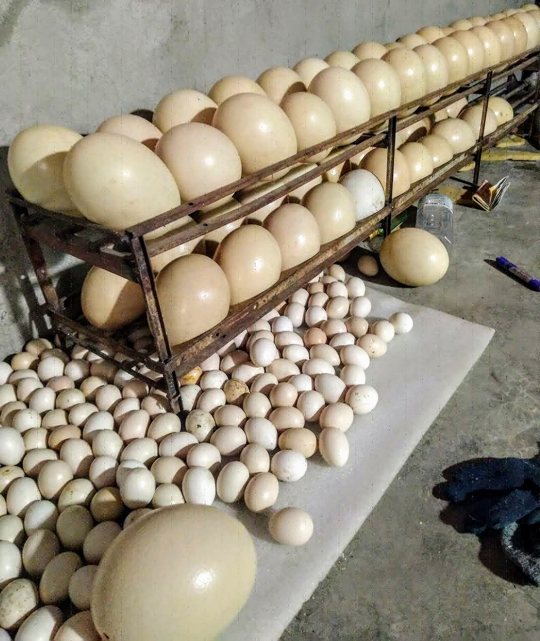 Nuôi đà điểu châu Phi thời COVID-19 hứa hẹn thu nhập trăm triệu đồng/năm ảnh 2