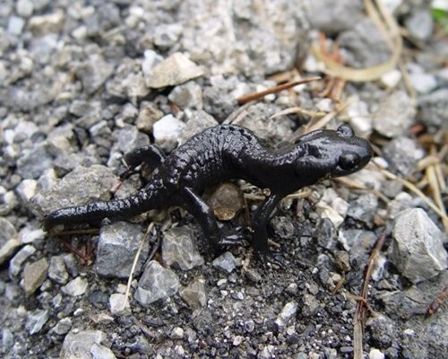 Top những loài vật mang thai lâu nhất, ngắn nhất trong tự nhiên ảnh 1