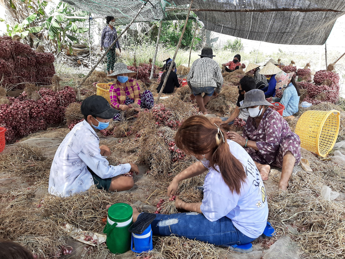Trao quyền sử dụng chỉ dẫn địa lý cho đặc sản hành tím ảnh 1