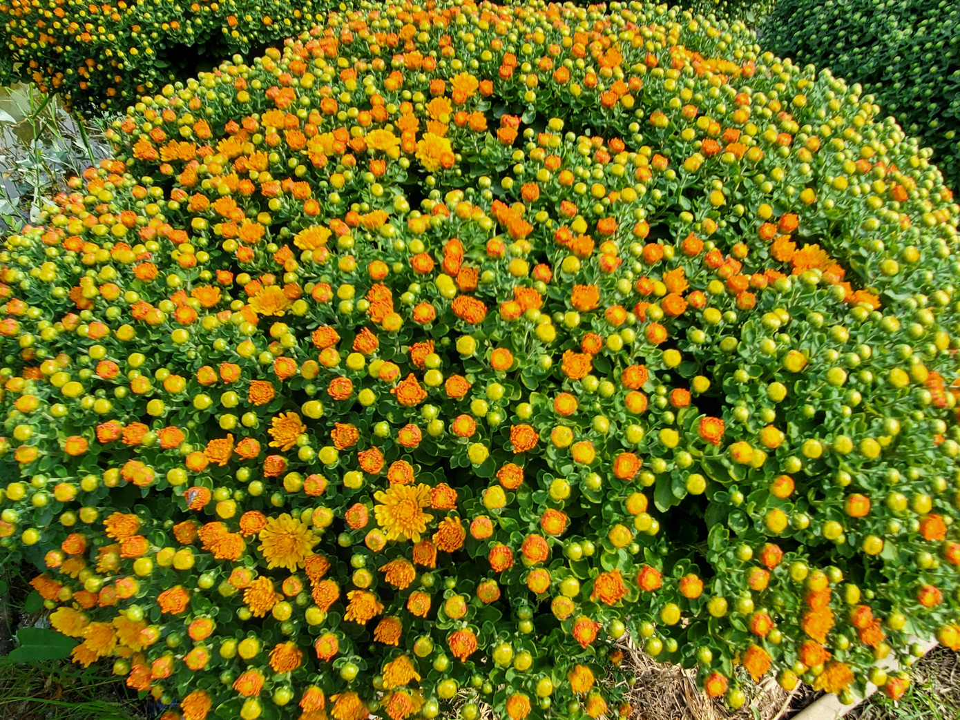 Cần Thơ: Đìu hiu vụ hoa Tết ảnh 7