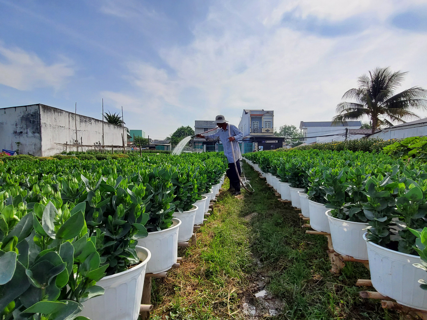 Cần Thơ: Đìu hiu vụ hoa Tết ảnh 8