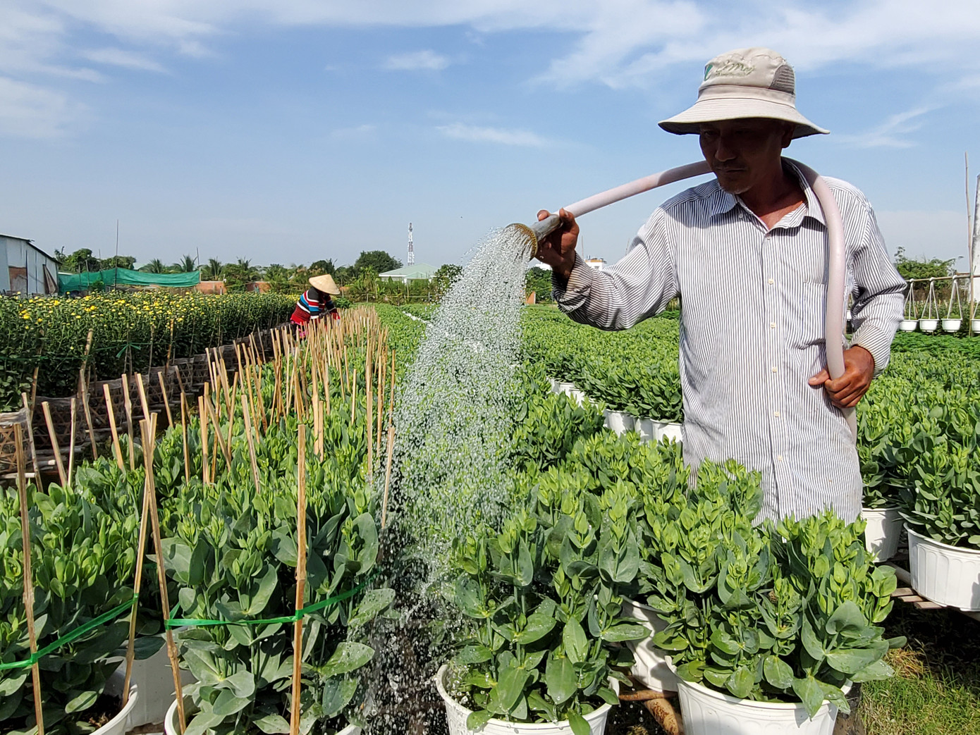 Cần Thơ: Đìu hiu vụ hoa Tết ảnh 2