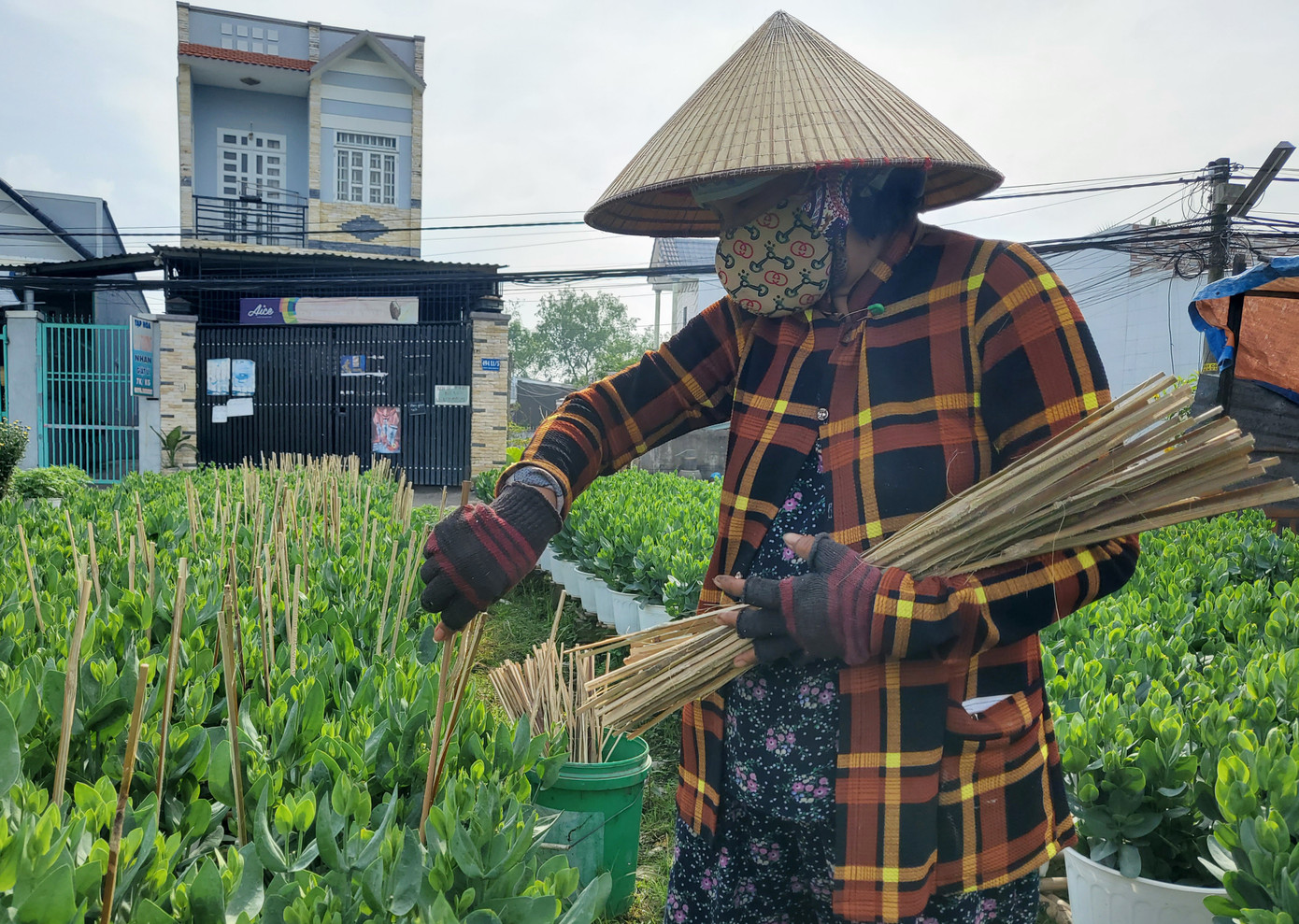 Cần Thơ: Đìu hiu vụ hoa Tết ảnh 5