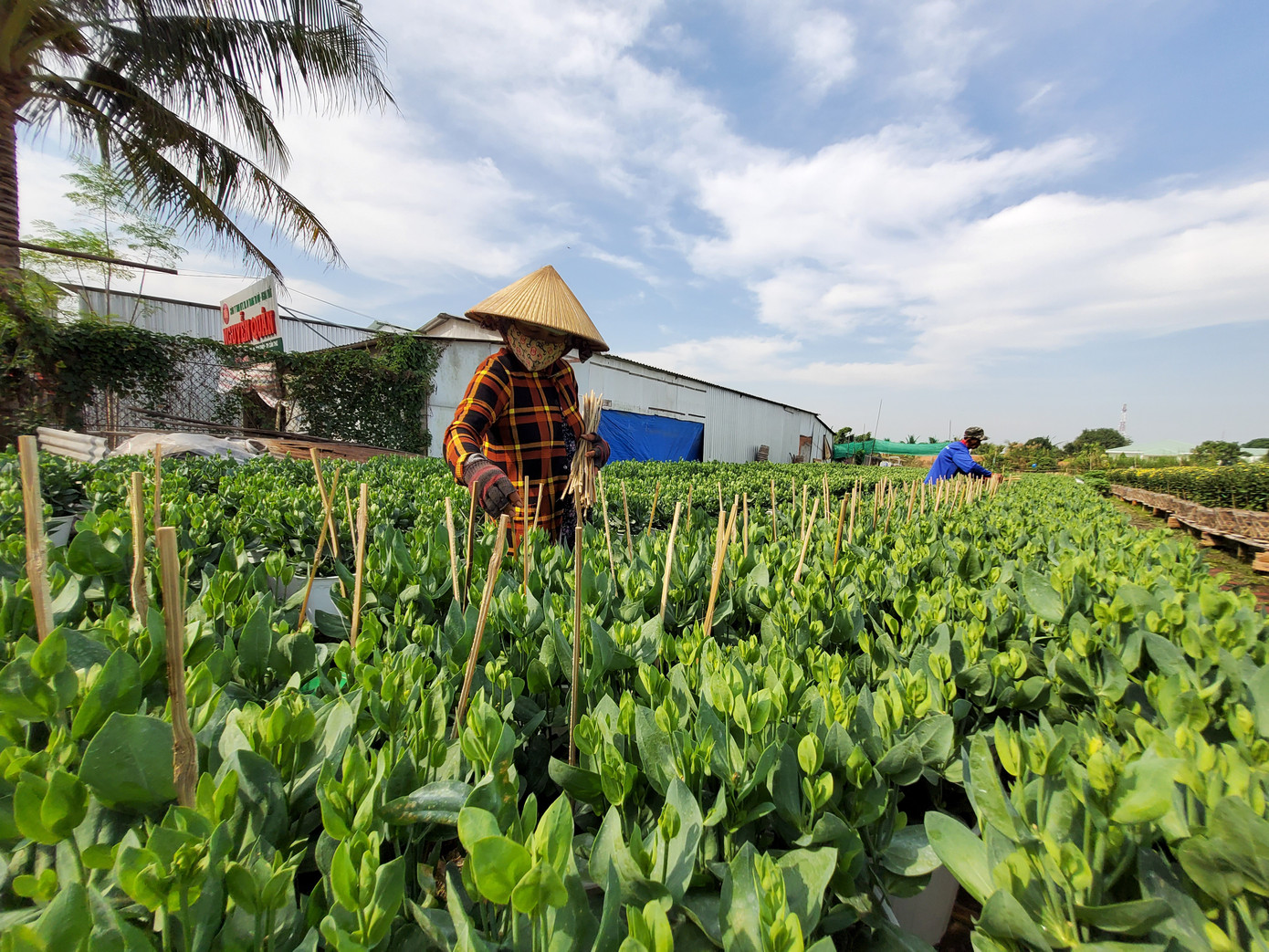 Cần Thơ: Đìu hiu vụ hoa Tết ảnh 9