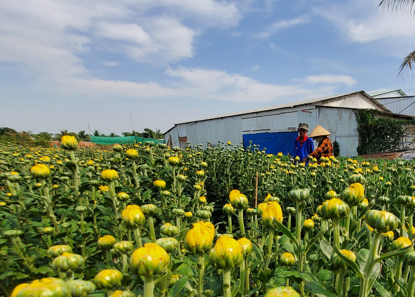 Cần Thơ: Đìu hiu vụ hoa Tết ảnh 6