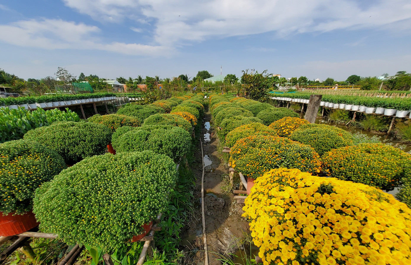 Cần Thơ: Đìu hiu vụ hoa Tết ảnh 3