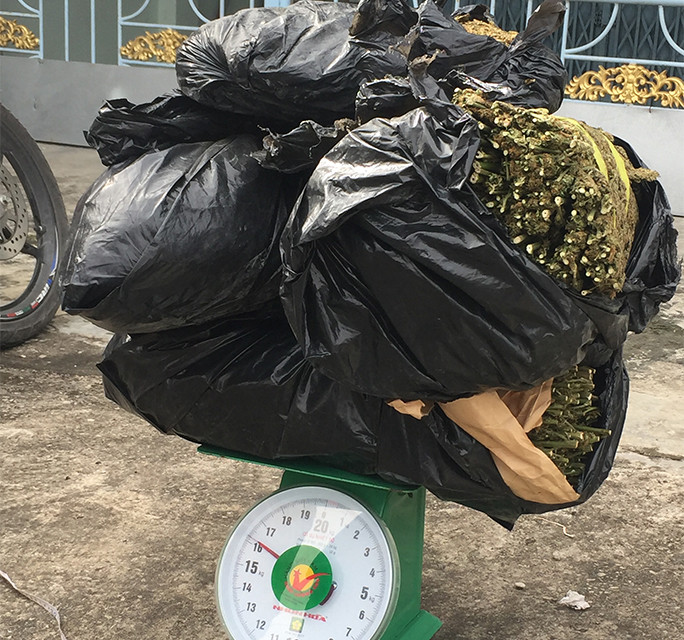 Bắt giữ hàng chục kg thảo mộc nghi là cần sa ảnh 3