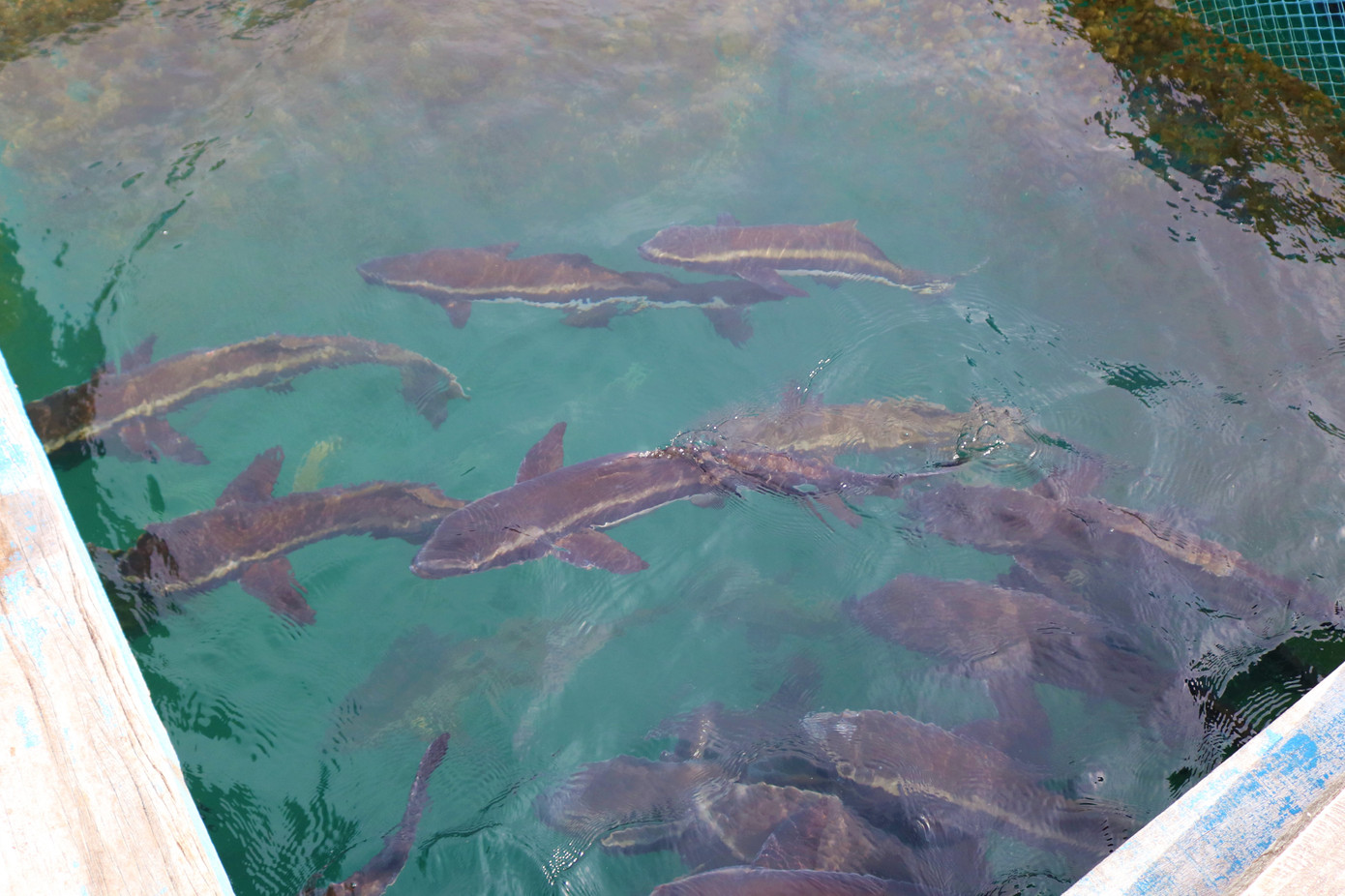 Nuôi cá lồng bè ở Nam Du, thu hàng trăm triệu mỗi năm ảnh 4
