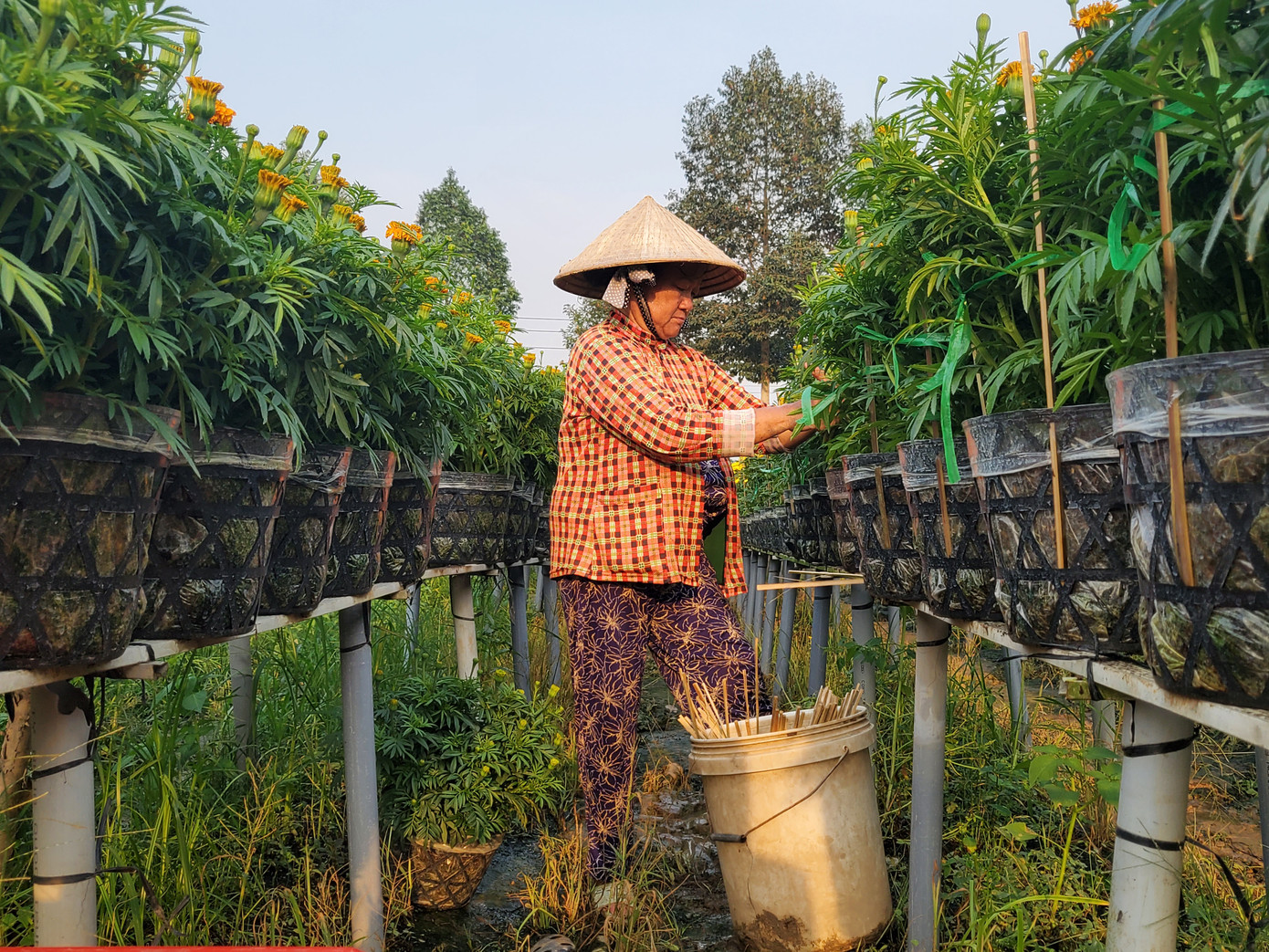 Tết rộn ràng ở thủ phủ hoa miền Tây ảnh 2