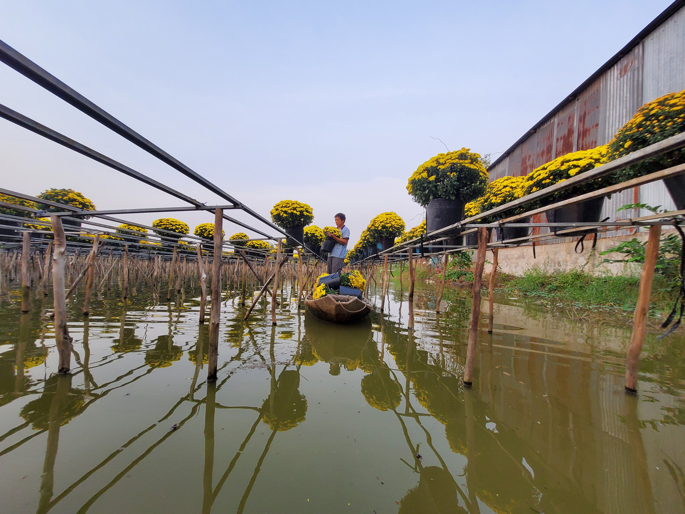 Tết rộn ràng ở thủ phủ hoa miền Tây ảnh 7