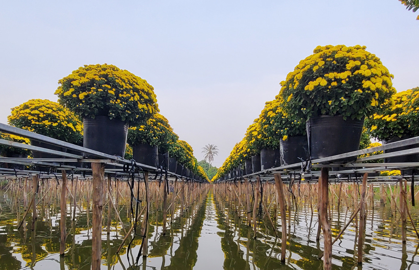 Tết rộn ràng ở thủ phủ hoa miền Tây ảnh 9