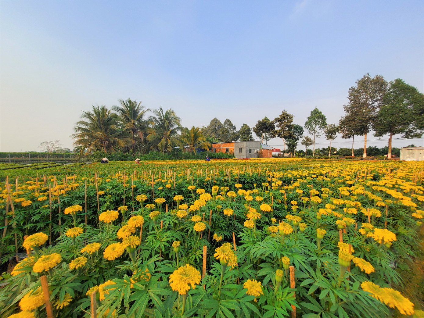 Tết rộn ràng ở thủ phủ hoa miền Tây ảnh 4