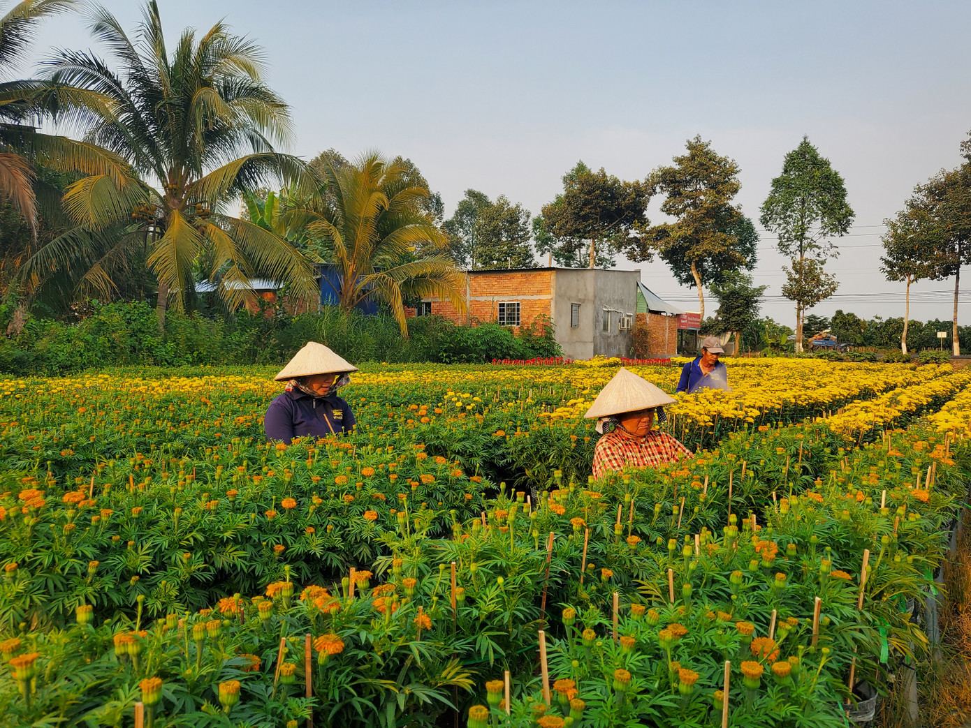 Tết rộn ràng ở thủ phủ hoa miền Tây ảnh 1