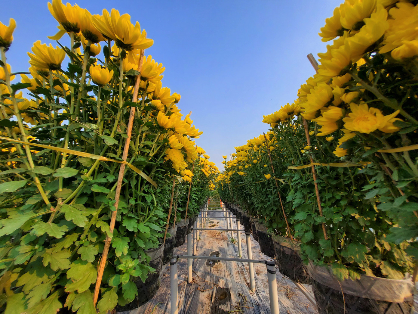 Tết rộn ràng ở thủ phủ hoa miền Tây ảnh 14