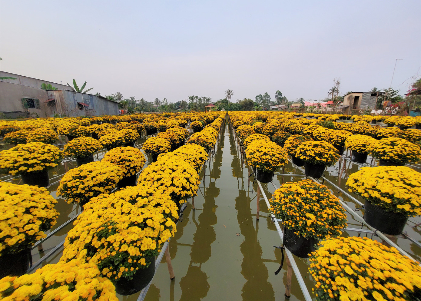 Tết rộn ràng ở thủ phủ hoa miền Tây ảnh 8