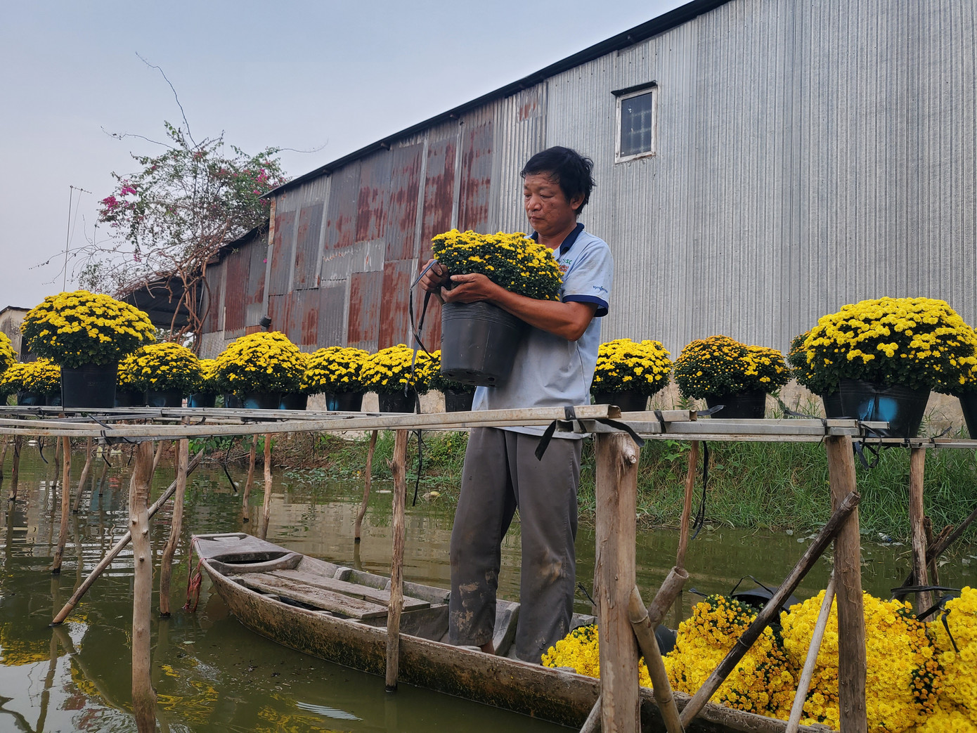 Tết rộn ràng ở thủ phủ hoa miền Tây ảnh 6