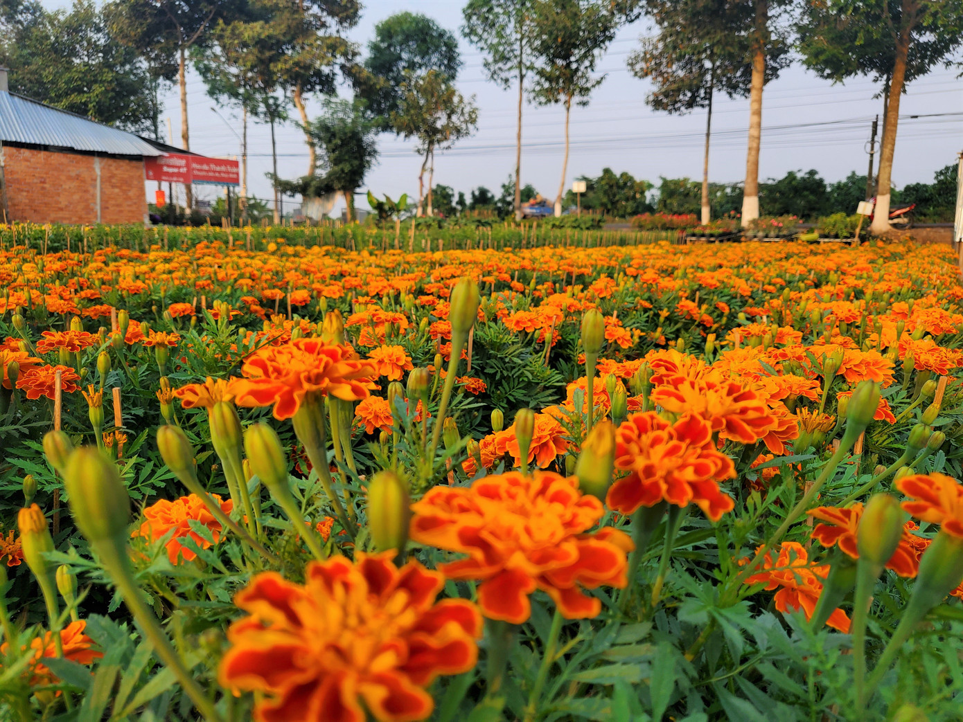 Tết rộn ràng ở thủ phủ hoa miền Tây ảnh 5