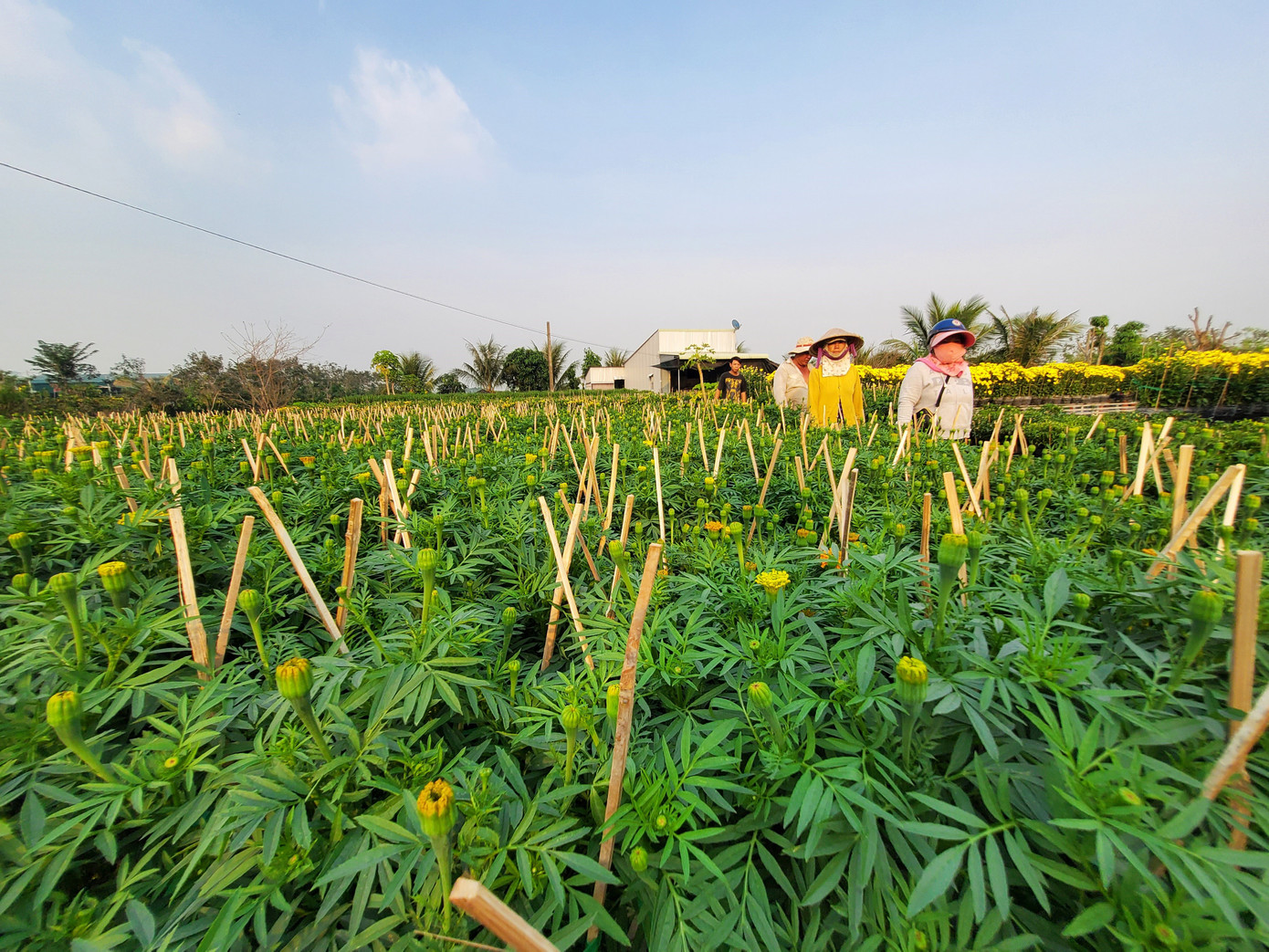 Tết rộn ràng ở thủ phủ hoa miền Tây ảnh 11