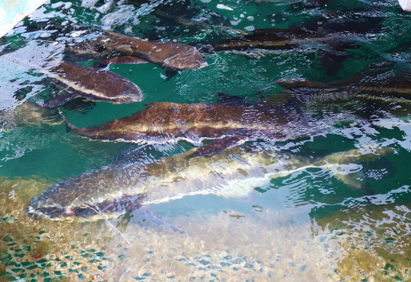 Nuôi cá lồng bè ở Nam Du, thu hàng trăm triệu mỗi năm ảnh 5