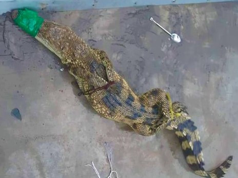 Cá sấu sổng chuồng bò vào bãi xe ở An Giang ảnh 1