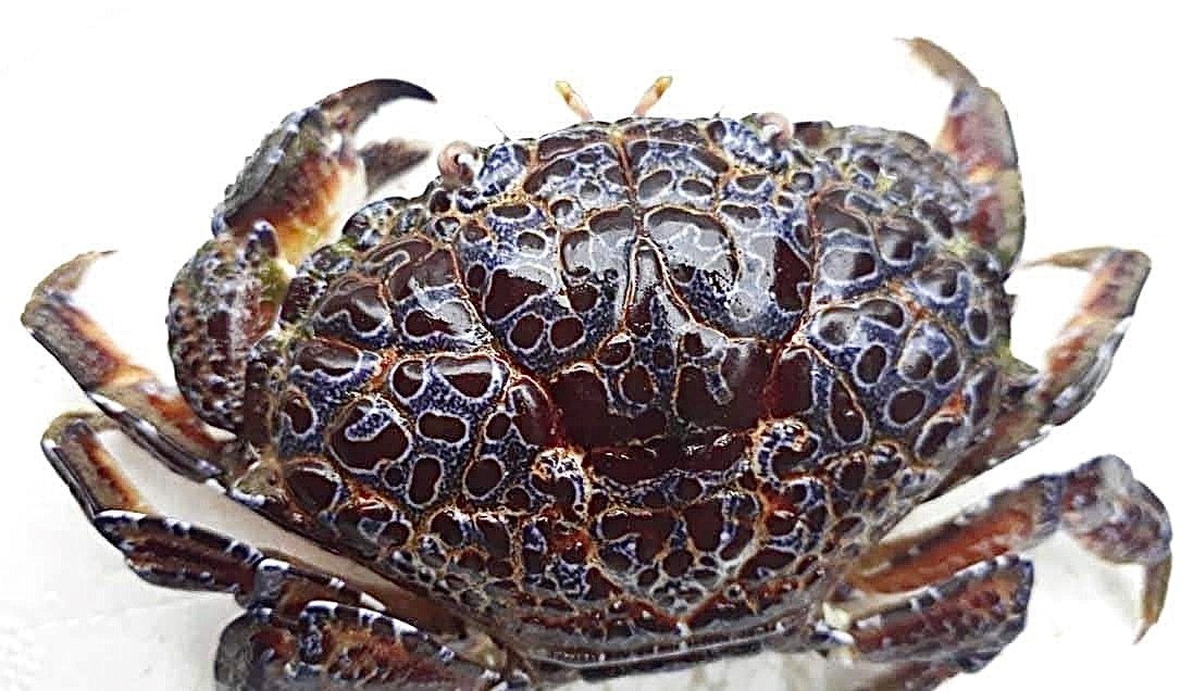 Ăn nhầm cua độc, nam thanh niên phải chuyển viện gấp bằng máy bay ảnh 1