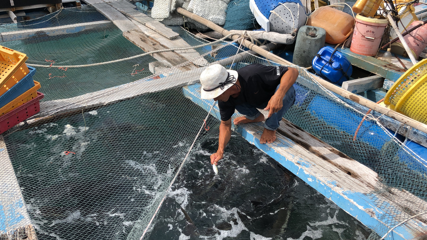 Nuôi cá lồng bè ở Nam Du, thu hàng trăm triệu mỗi năm ảnh 8