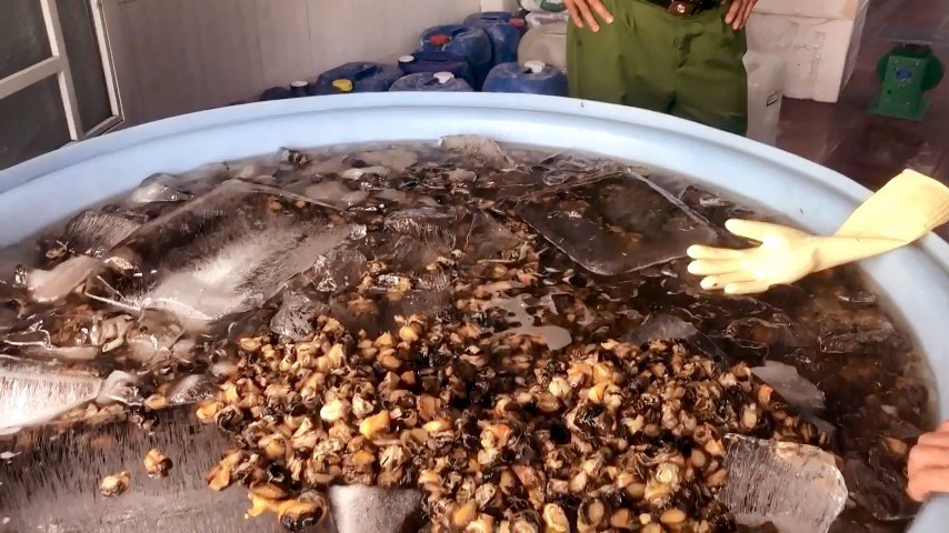 Đột kích cơ sở mỗi ngày tuồn hàng tấn ốc 'ngậm' hóa chất ra thị trường ảnh 1