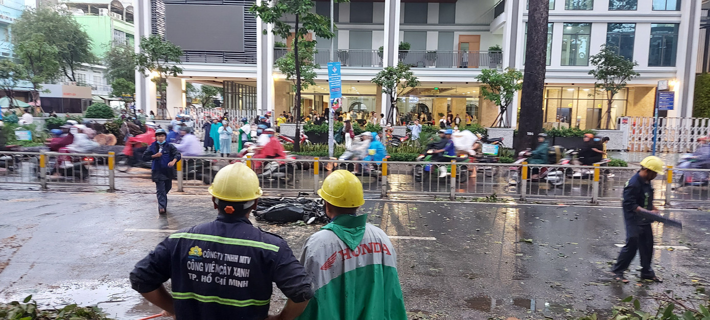 TPHCM: Người bị cây ngã đè ở quận 10 tử vong tại bệnh viện ảnh 1