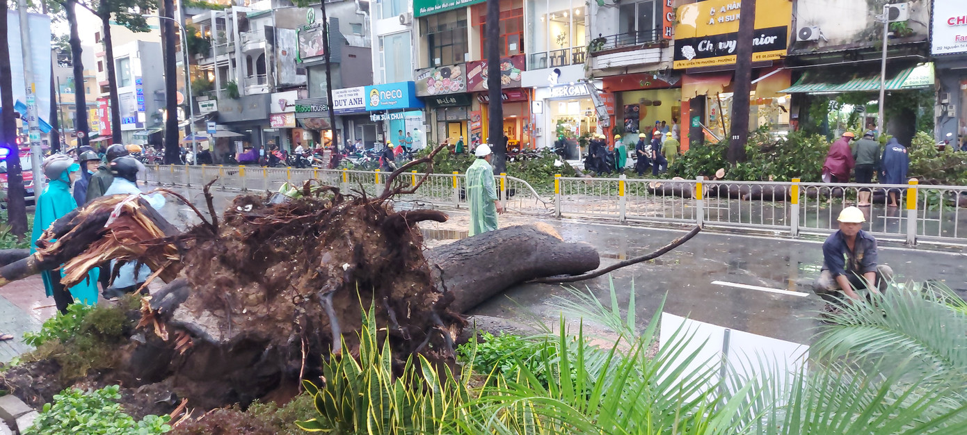 Cây đổ chết người, TPHCM yêu cầu tăng cường quản lý cây xanh ảnh 1