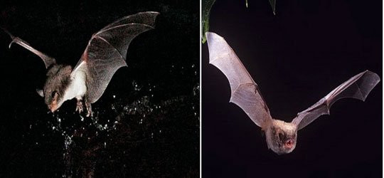 1001 thắc mắc: Vì sao dơi bay được mà không cần lông vũ? ảnh 1