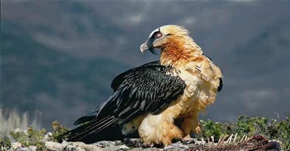 1001 thắc mắc: Không phải chúa tể đại bàng, loài chim nào bay cao nhất thế giới? ảnh 3