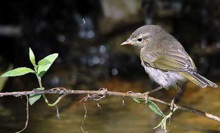 1001 thắc mắc: Cần bao nhiêu bông hoa mới làm đầy túi mật ong? ảnh 1