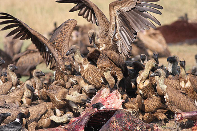 1001 thắc mắc: Không phải chúa tể đại bàng, loài chim nào bay cao nhất thế giới? ảnh 2