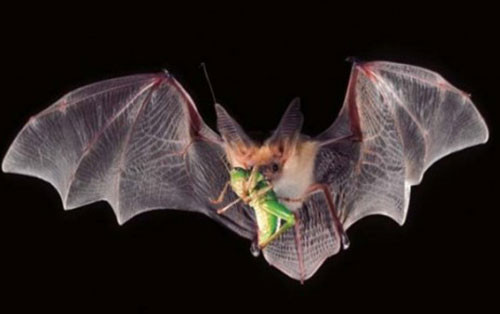 1001 thắc mắc: Vì sao Dơi lưỡi dài là nhà vô địch tiêu hoá thức ăn? ảnh 1