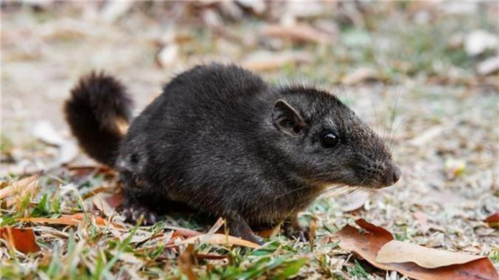 1001 thắc mắc: Vì sao nói Chuột chù nước là loài ăn thịt rất tinh vi? ảnh 4