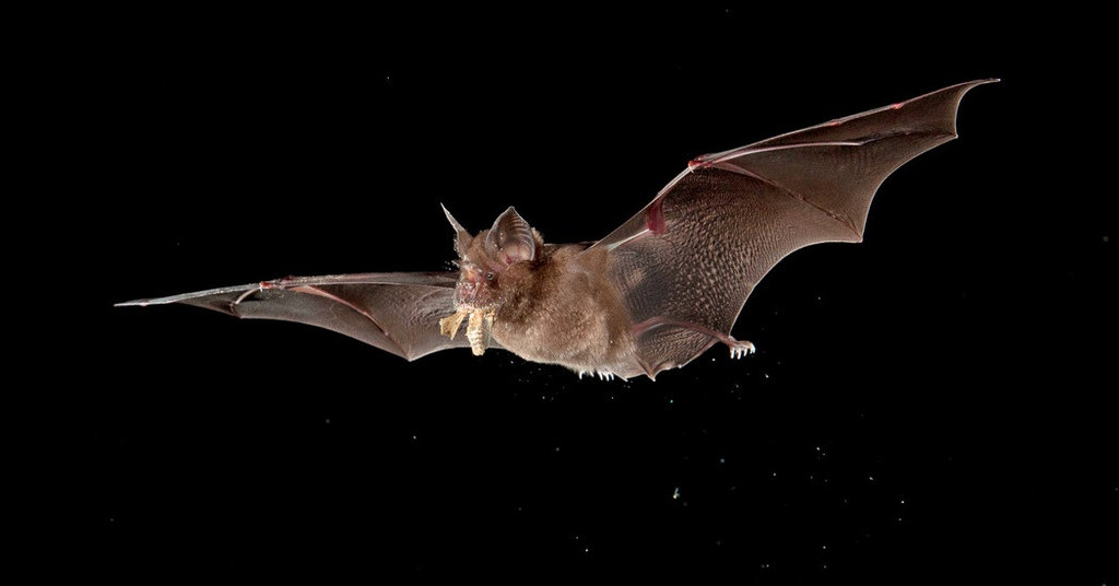 1001 thắc mắc: Dơi phát tán bệnh thế nào, vì sao chúng miễn nhiễm với ổ virus? ảnh 2