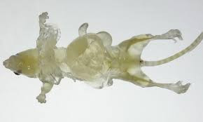 1001 thắc mắc: Vì sao nói Chuột chù nước là loài ăn thịt rất tinh vi? ảnh 3