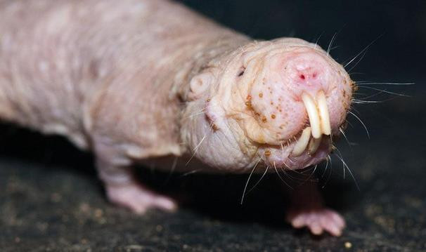 1001 thắc mắc: Kỳ lạ loài chuột nào không cần uống nước? ảnh 3