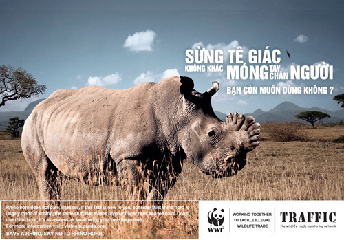 Thế giới sẽ ngập tràn sừng tê giác giả làm từ lông ngựa? ảnh 2