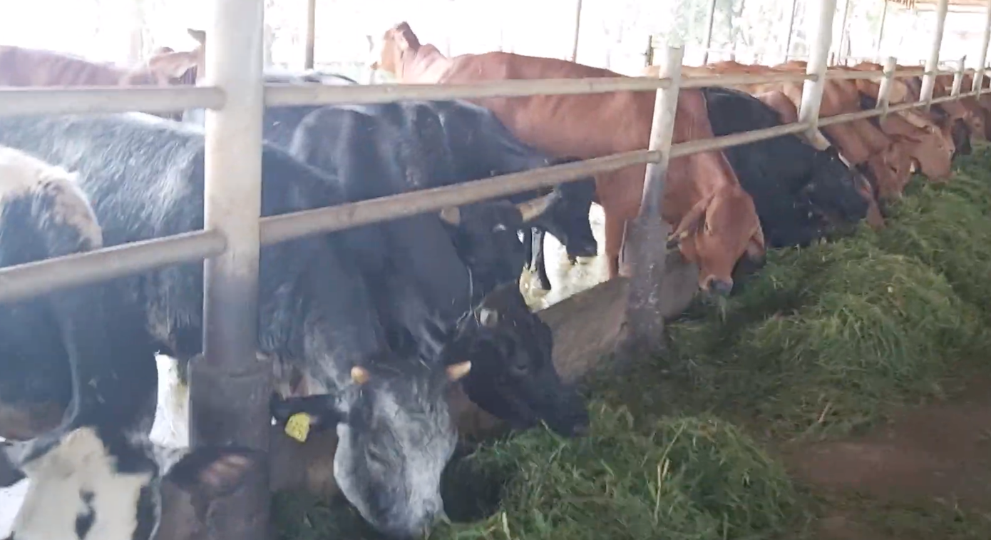 Chủ tịch TPHCM chỉ đạo xử lý hàng loạt sai phạm tại Công ty Bò sữa và Sagri ảnh 2