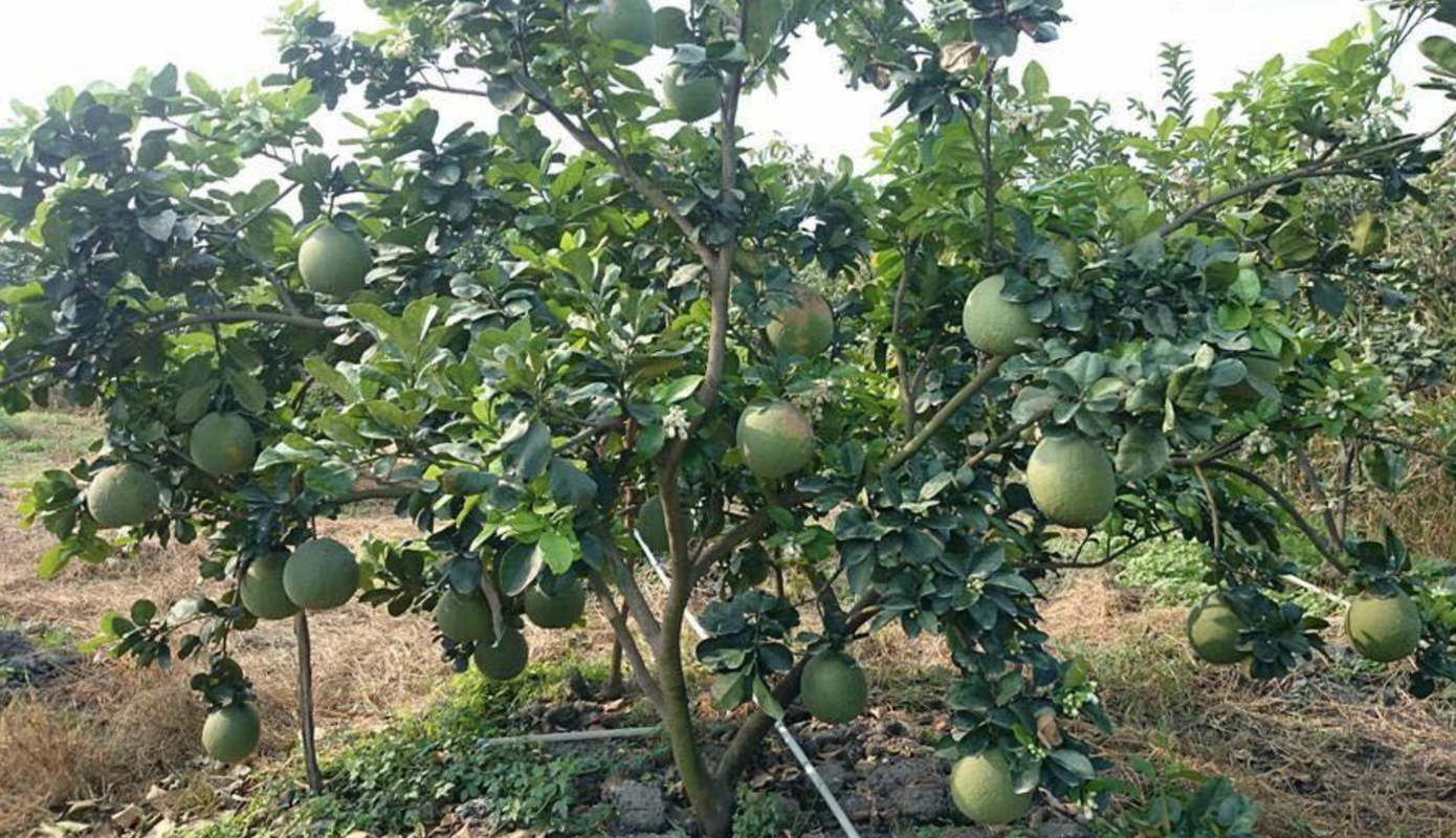 Thanh tra TPHCM chỉ ra hàng loạt sai phạm tại công ty được giao đất nông nghiệp ảnh 2