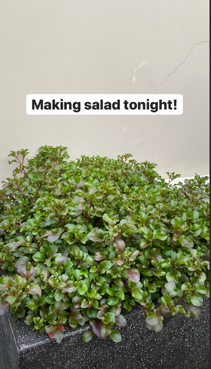 Thu Quỳnh bất ngờ trở lại với mái tóc thời 'My sói' gây 'bão' mạng xã hội ảnh 11