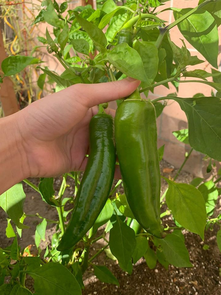 Tóc Tiên diện váy rộng thùng thình giữa nghi vấn mang thai ảnh 6