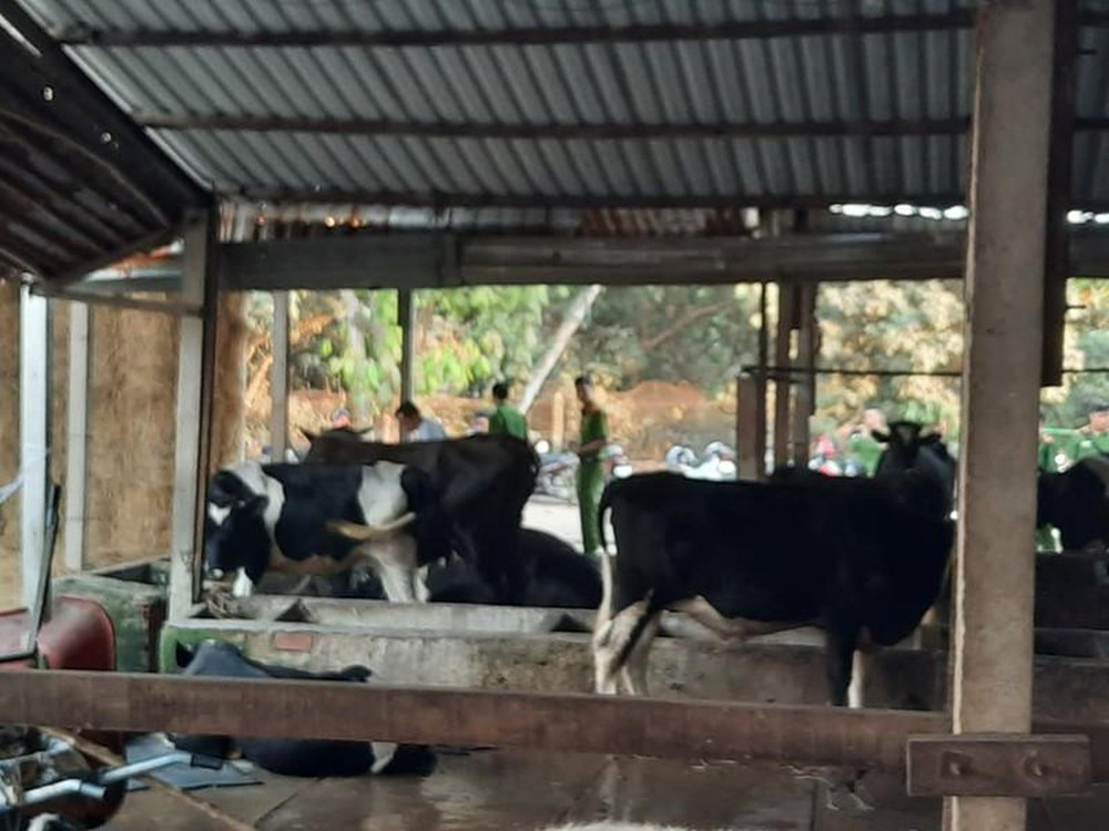 Yêu cầu Tuấn 'khỉ' bồi thường 40 triệu đồng bắn chết bò ảnh 1